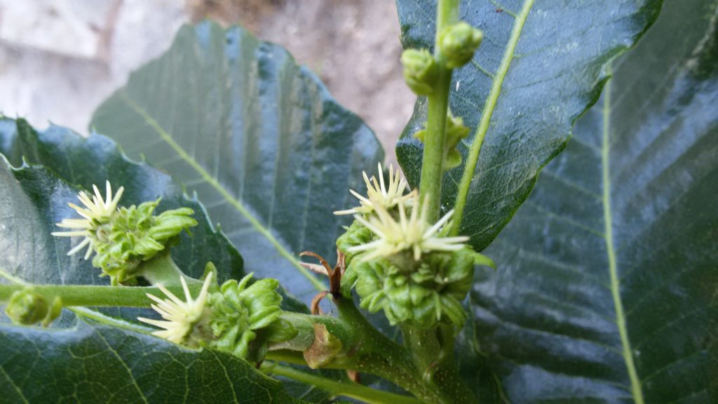 FAGACEAE: Castanea sativa (flor femenina)