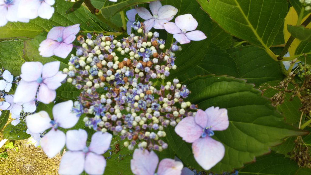 Hortensia