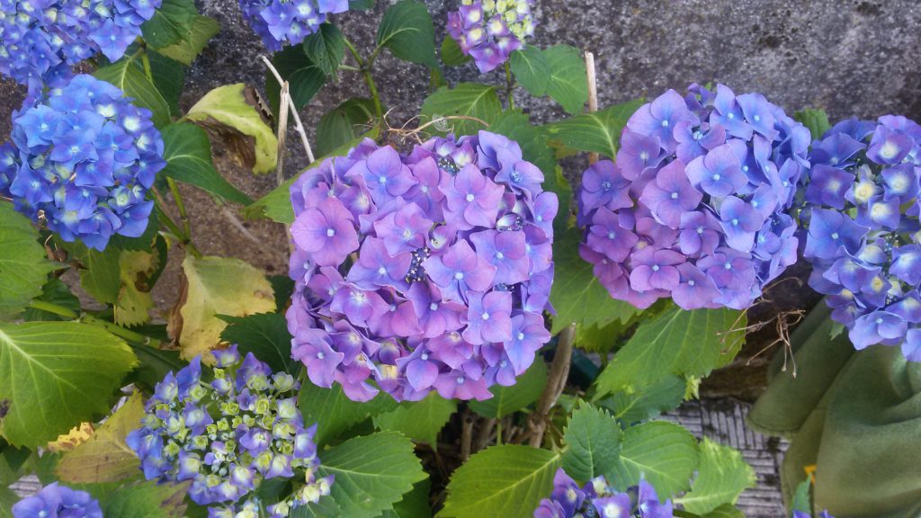 Hortensia