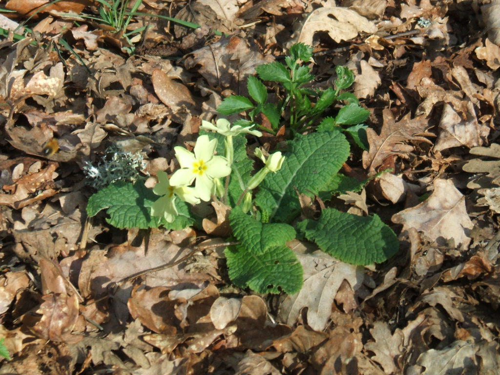 Primulacea: Primula acaule