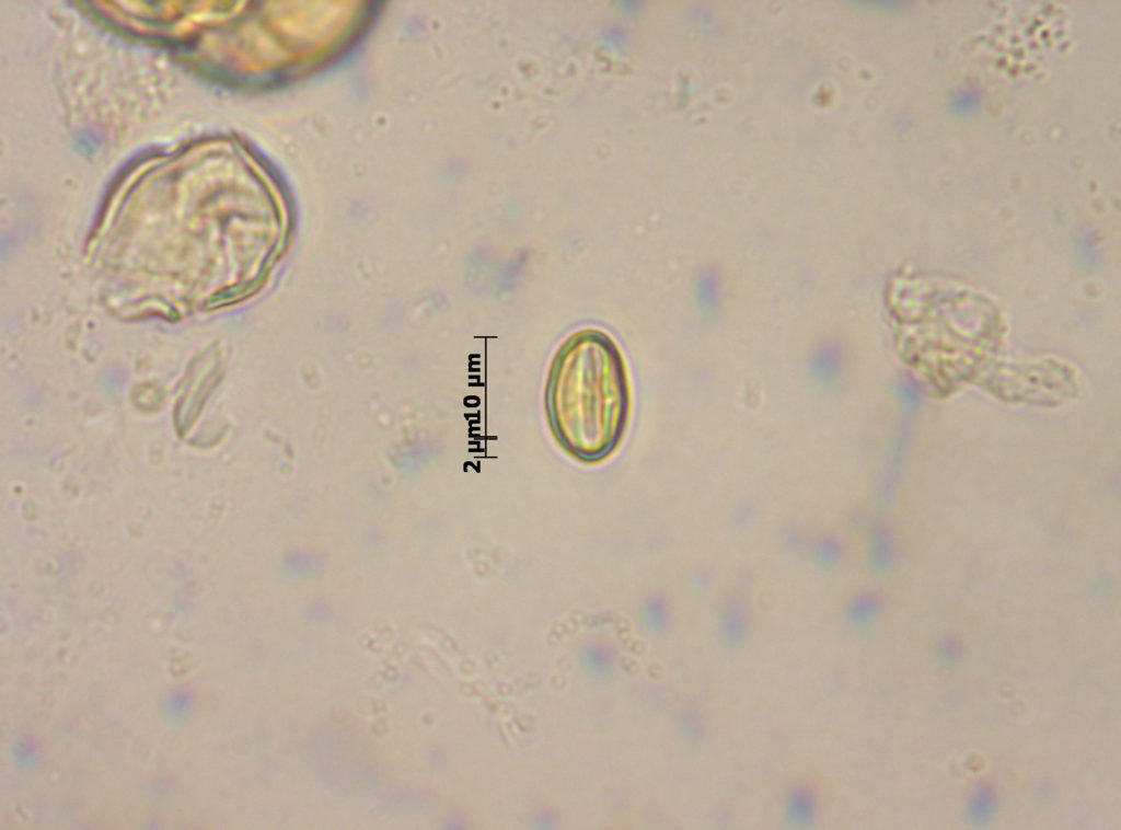 Fagaceae: Castanea (vista meridiana)