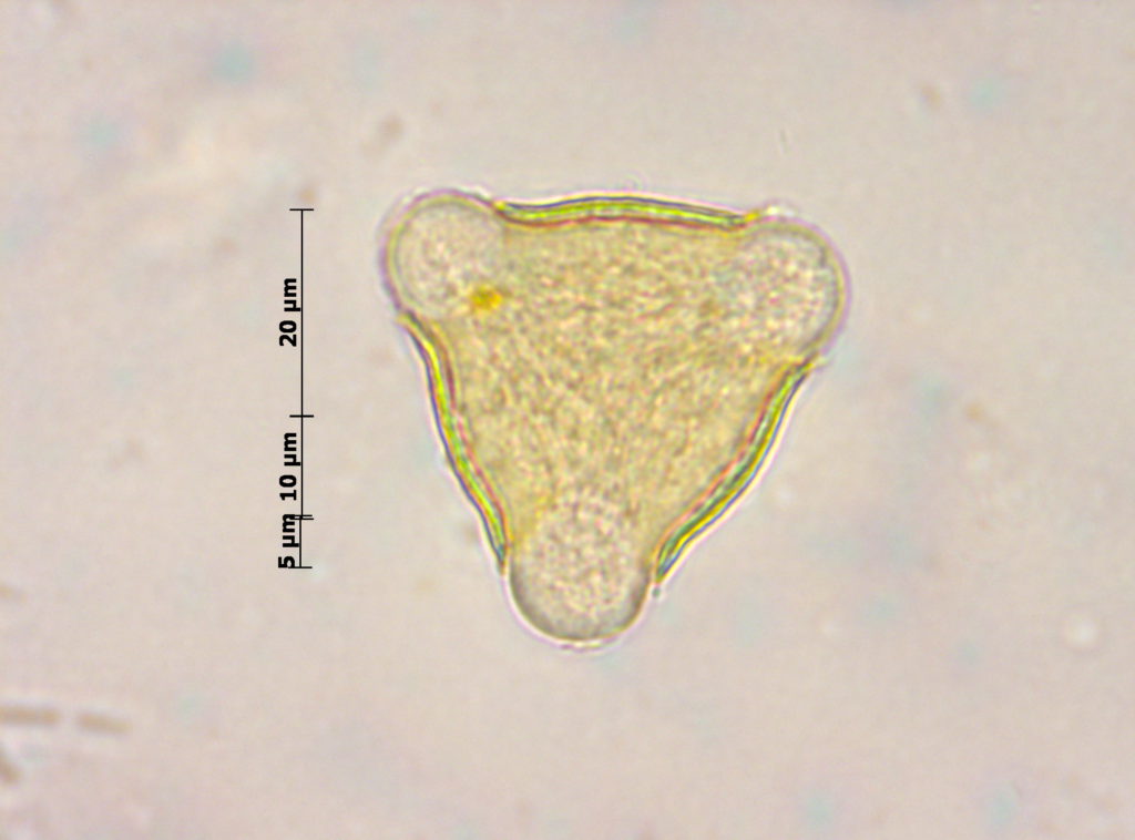 Rosaceae: Prunus