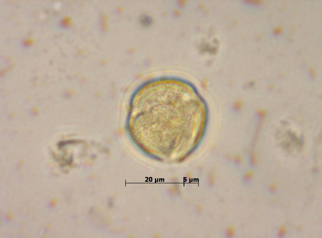 Fagaceae: Quercus robur (v.c. polar)