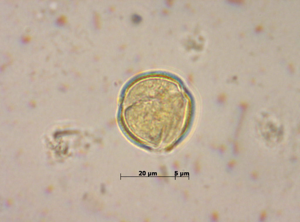 Fagaceae: Quercus robur