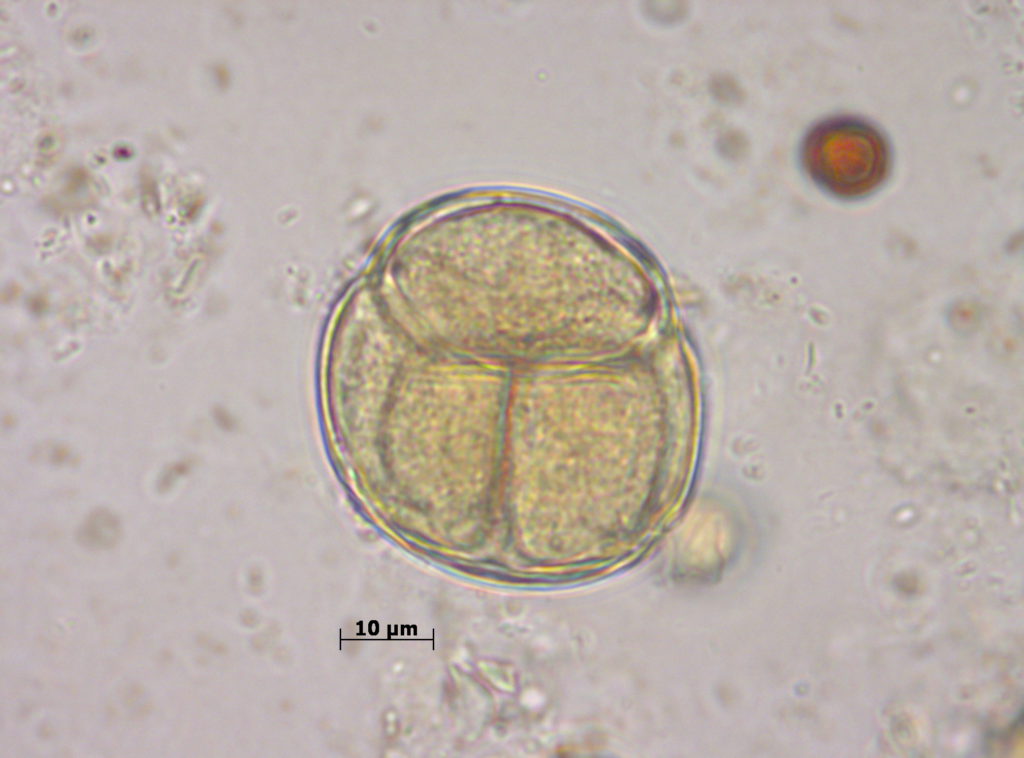 Tetrada de Ericaceae