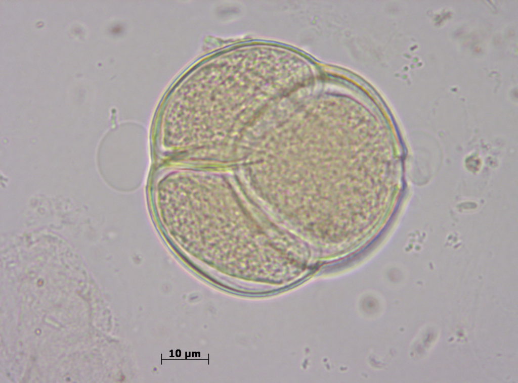 Tetrada de Ericaceae