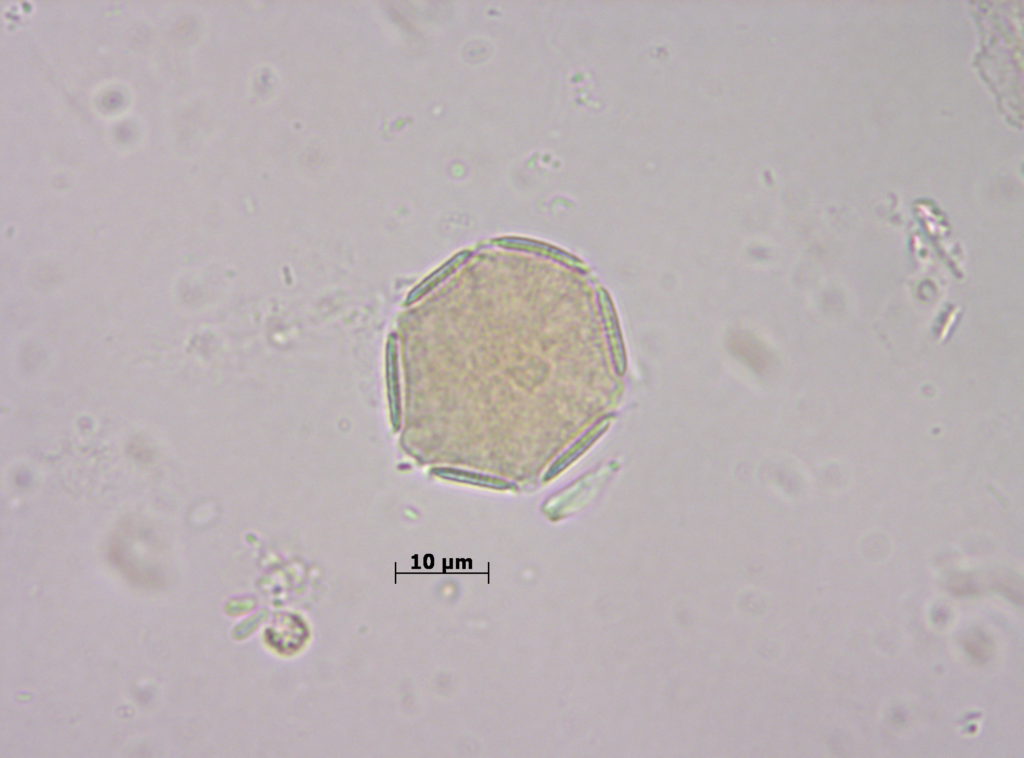 Lamiaceae: Lavandula
