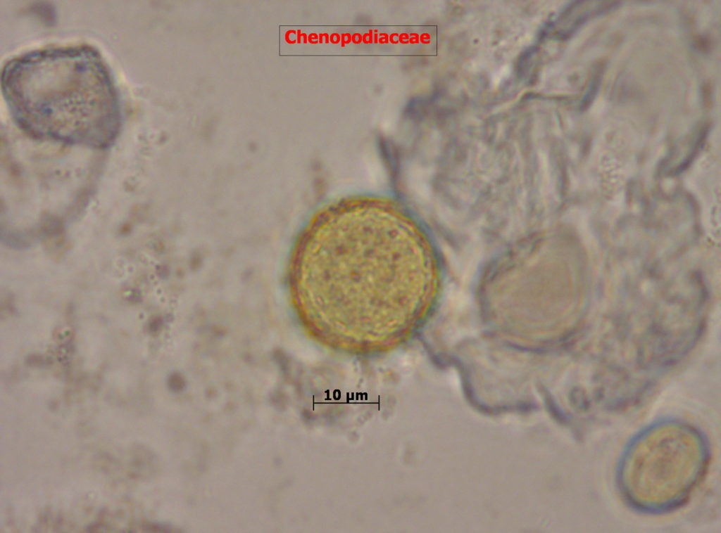 Chenopodiaceae