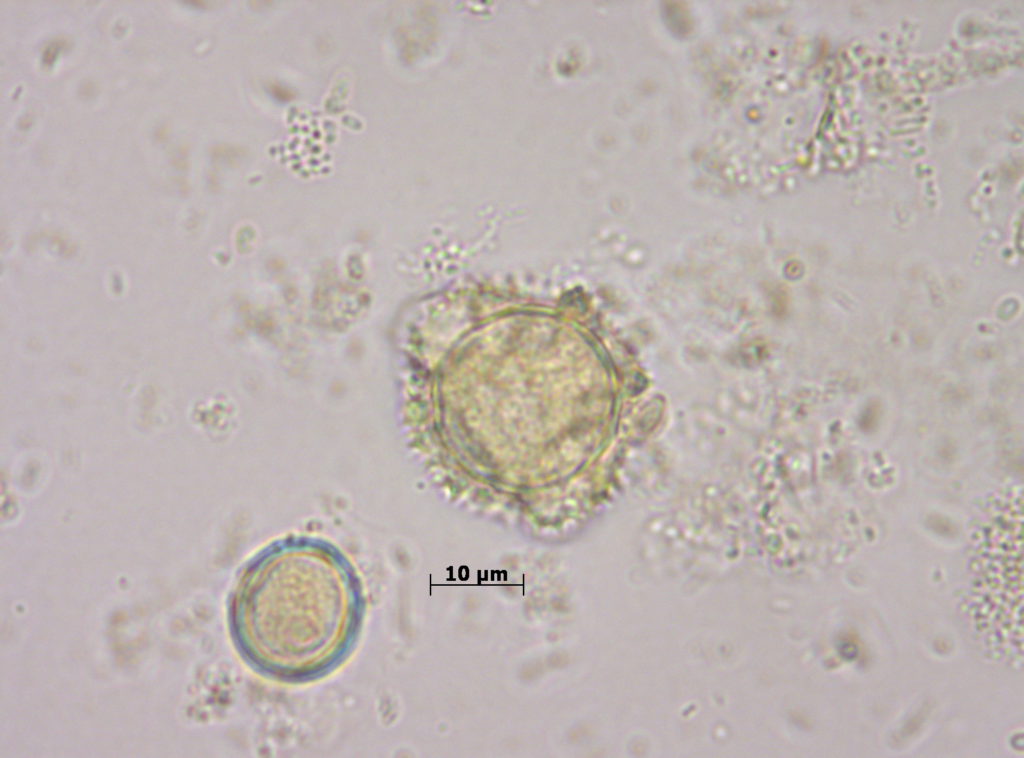 Asteraceae fenestrada