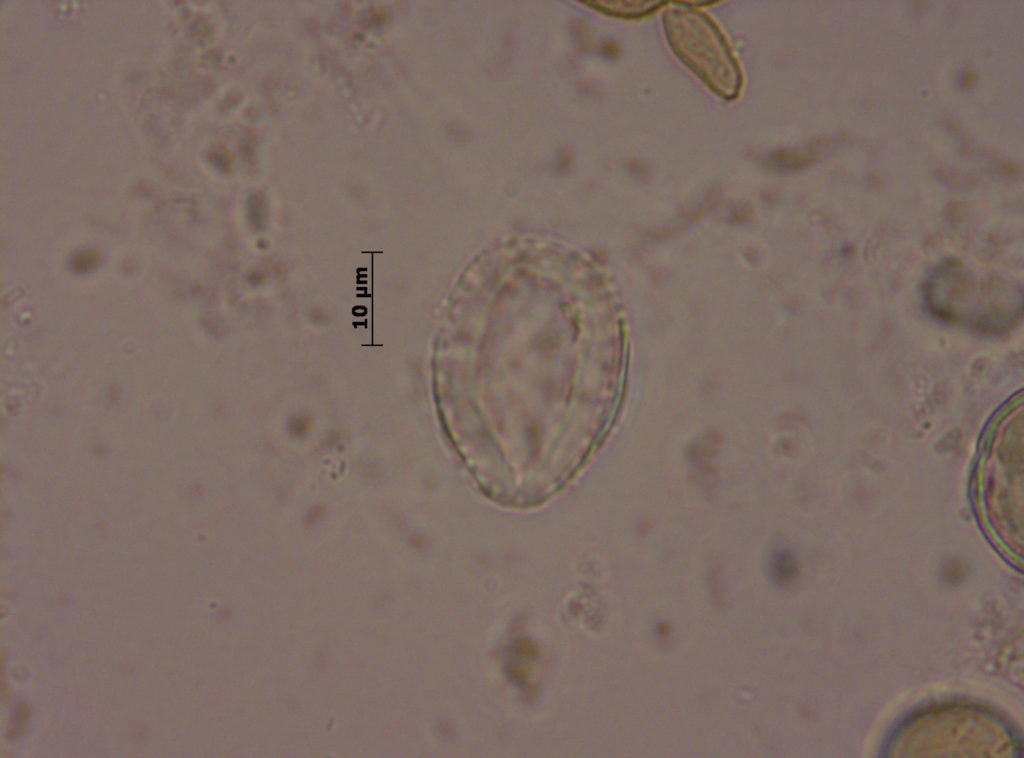 Cupressaceae: Cupresus