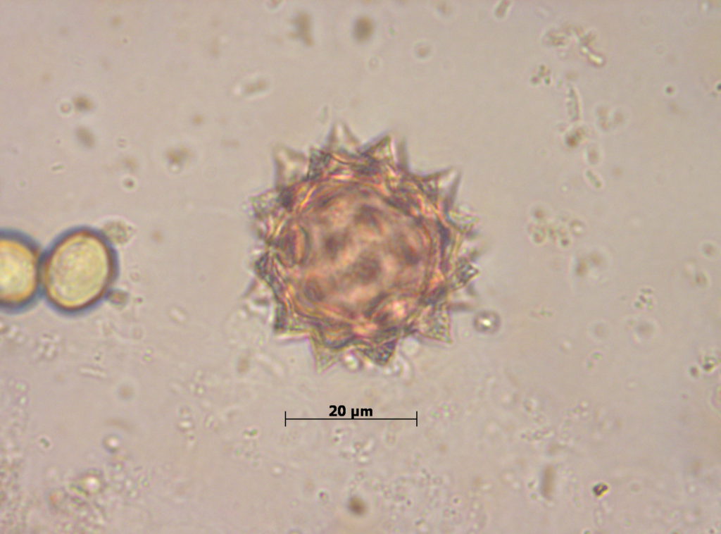 Asteraceae equinada