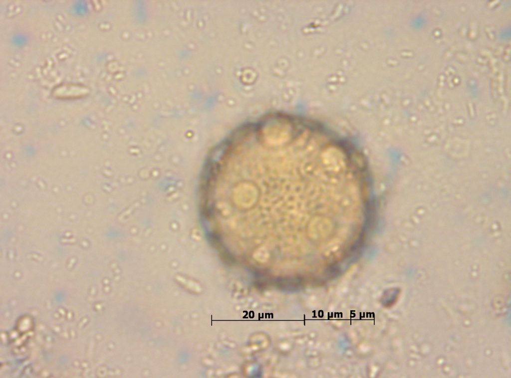 Caryophyllaceae-2