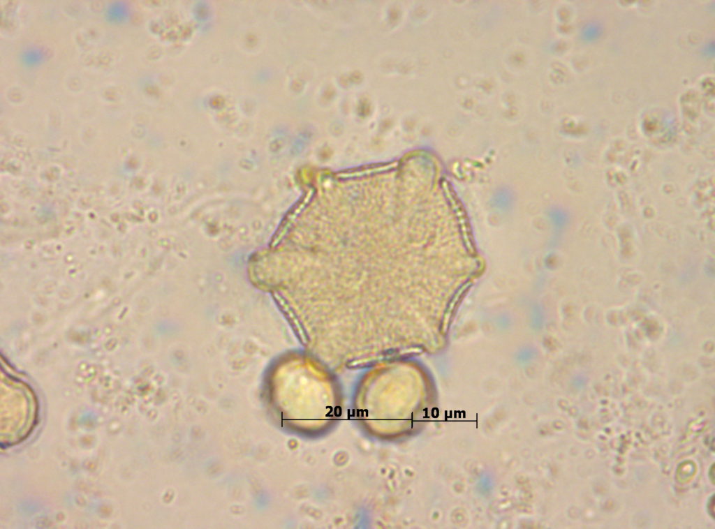 Lamiaceae: Rosmarinus (romero)