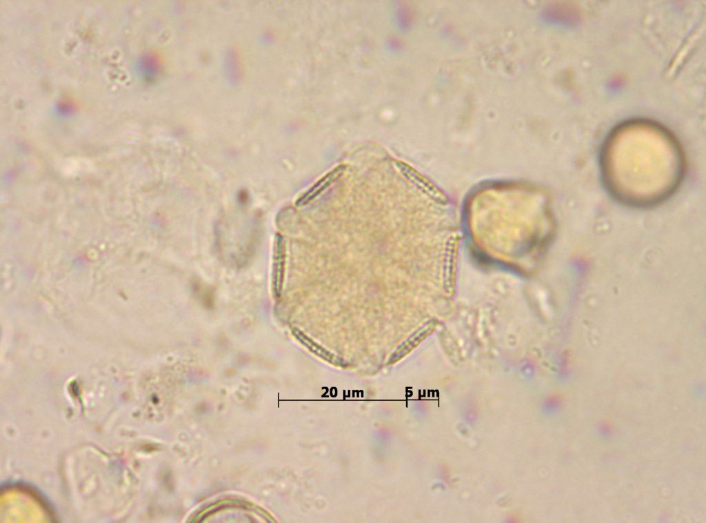Lamiaceae: Tymus (tomillo)