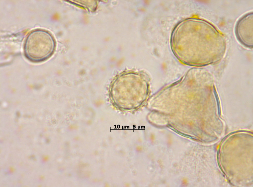 Asteraceae equinada