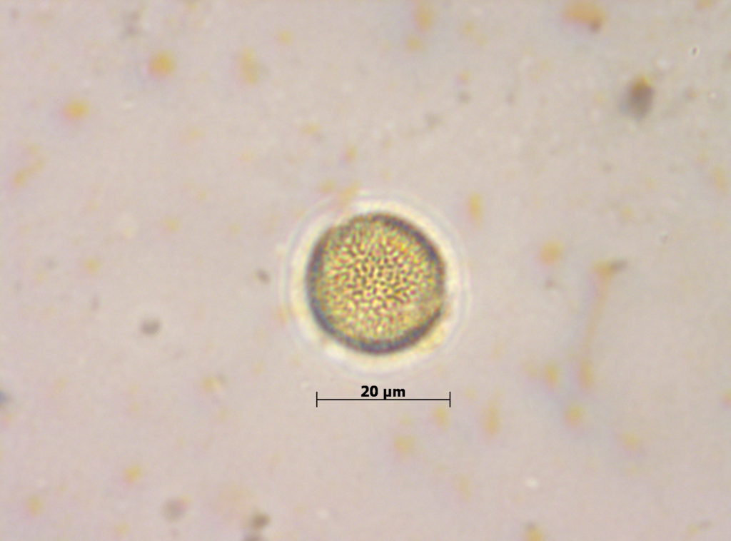 Oleaceae