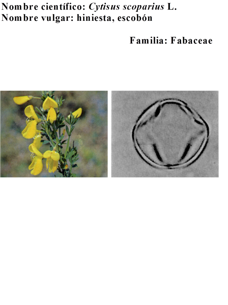 Fagaceae: Cytisus scoparius