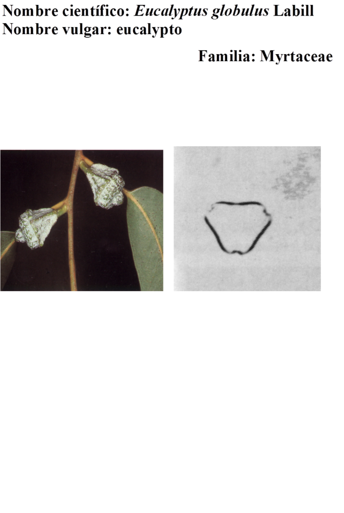 Myrtaceae: Eucalyptus globulus